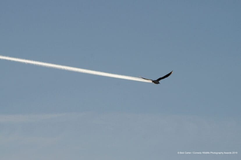 Comedy Wildlife Photography Awards 2019 Finalists!