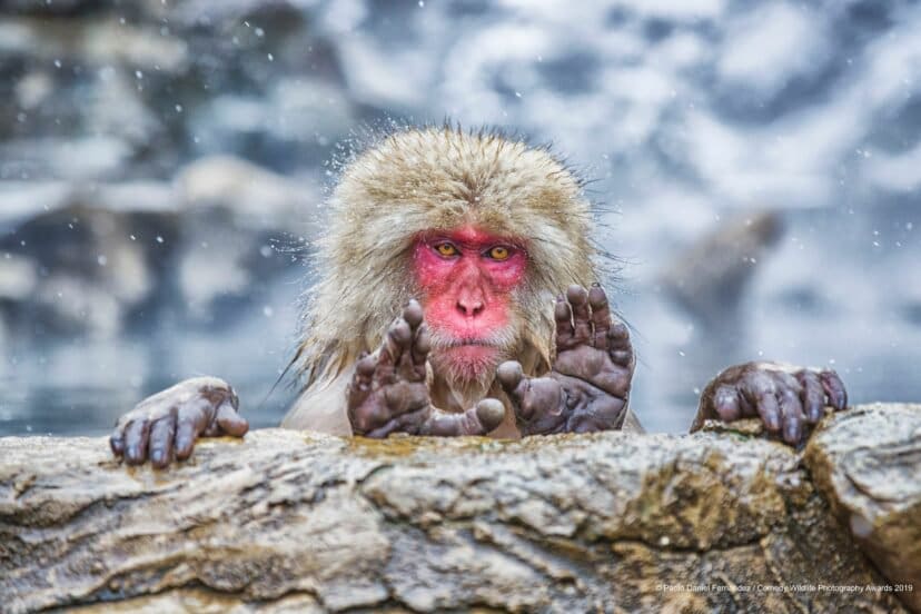 Comedy Wildlife Photography Awards 2019 Finalists!