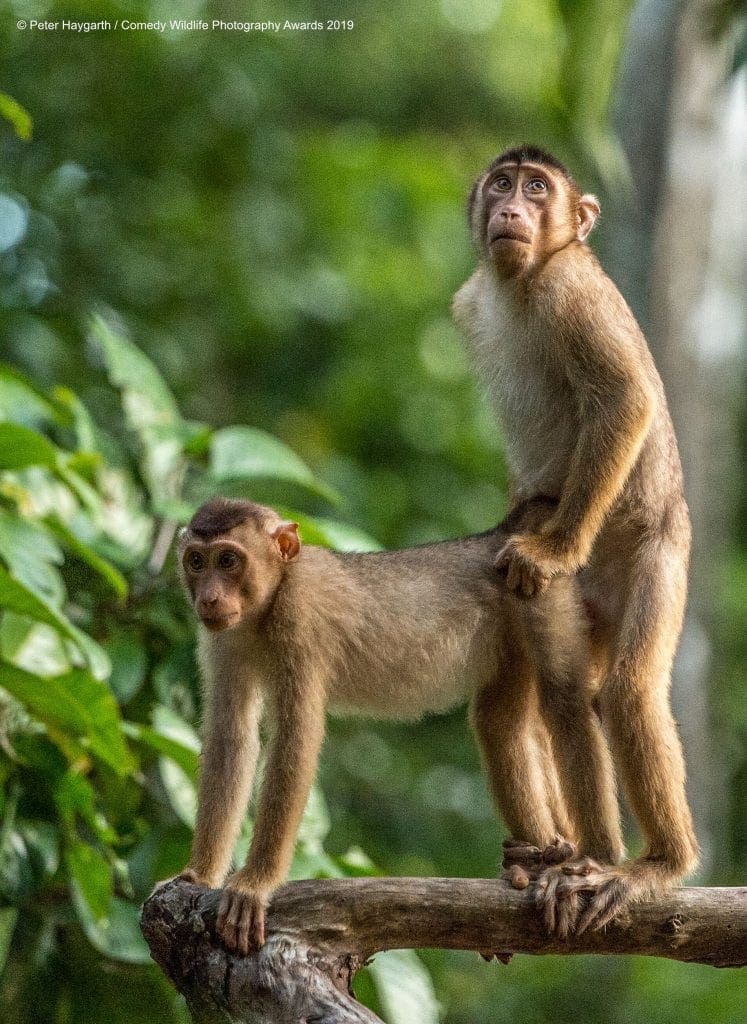 Comedy Wildlife Photography Awards 2019 Finalists!