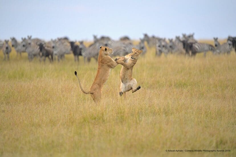 Comedy Wildlife Photography Awards 2019 Finalists!