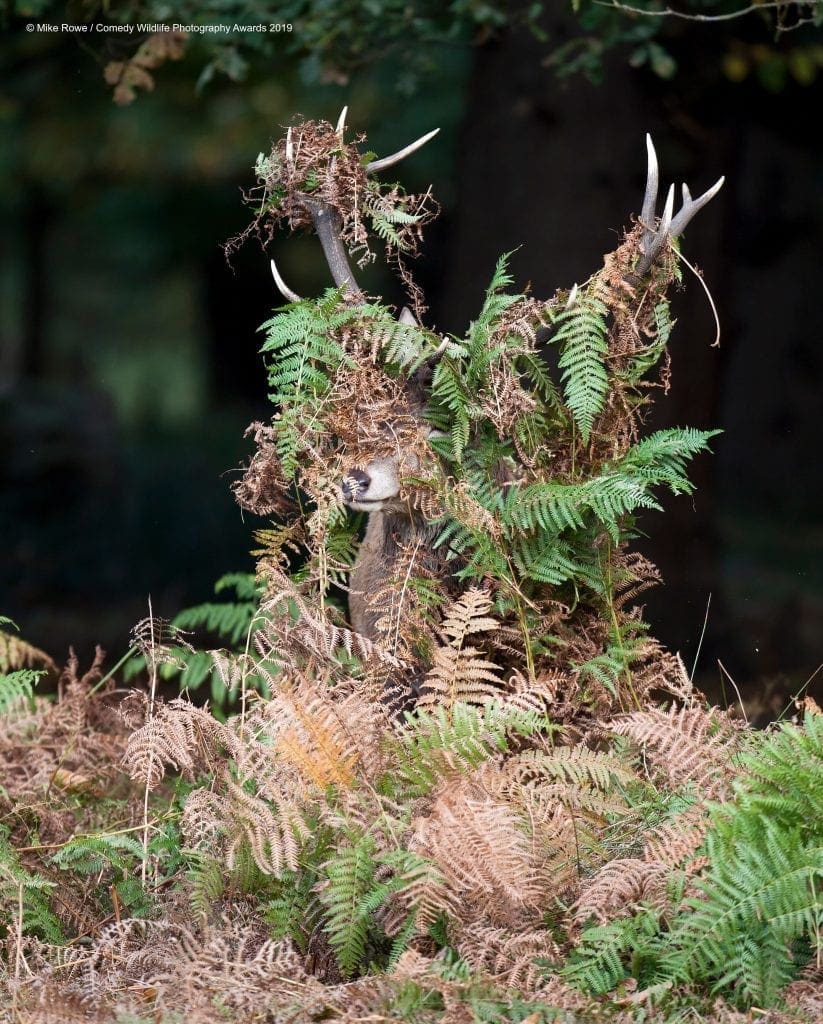 Comedy Wildlife Photography Awards 2019 Finalists!