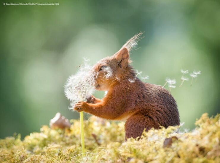 Comedy Wildlife Photography Awards 2019 Finalists!