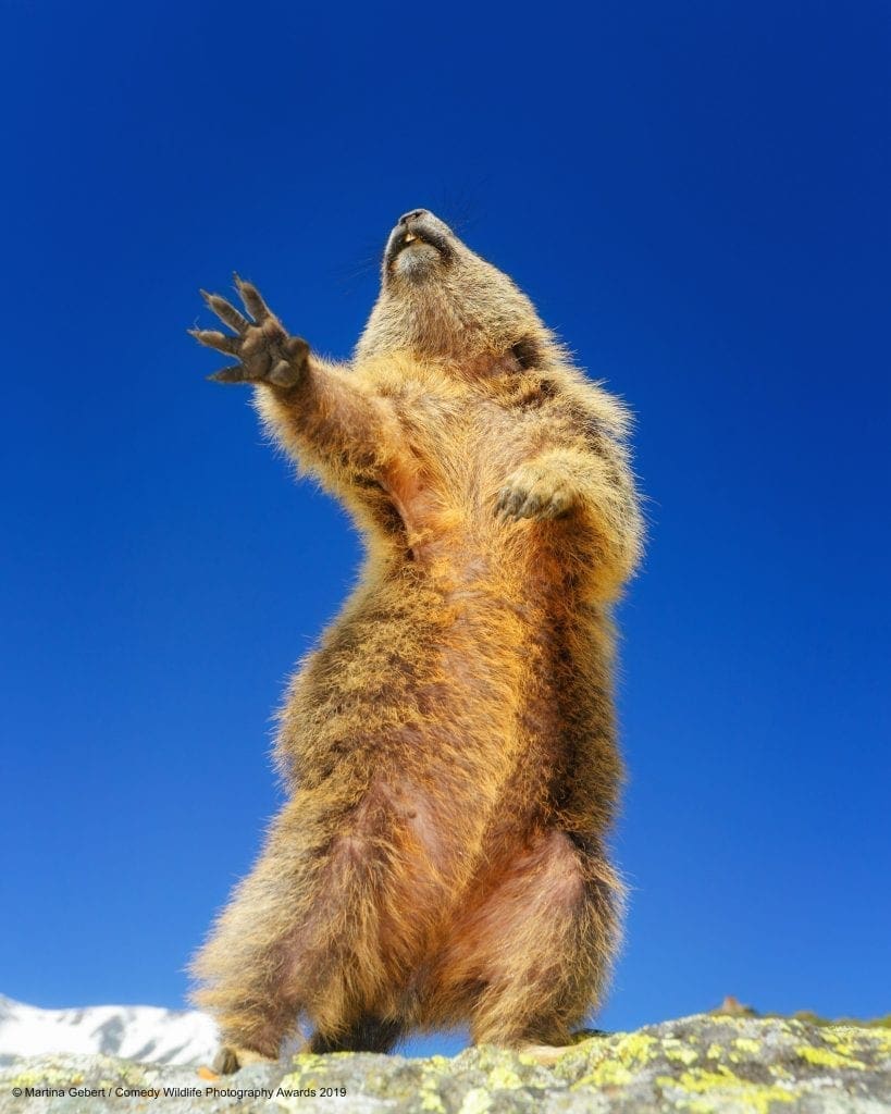 Comedy Wildlife Photography Awards 2019 Finalists!