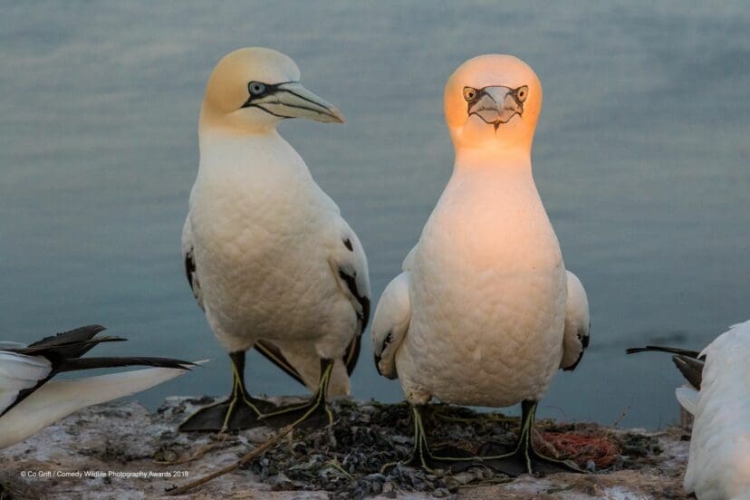 Comedy Wildlife Photography Awards 2019 Finalists!