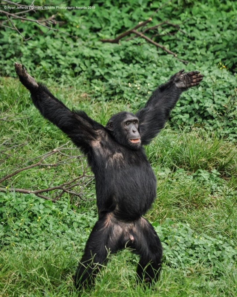 Comedy Wildlife Photography Awards 2019 Finalists!