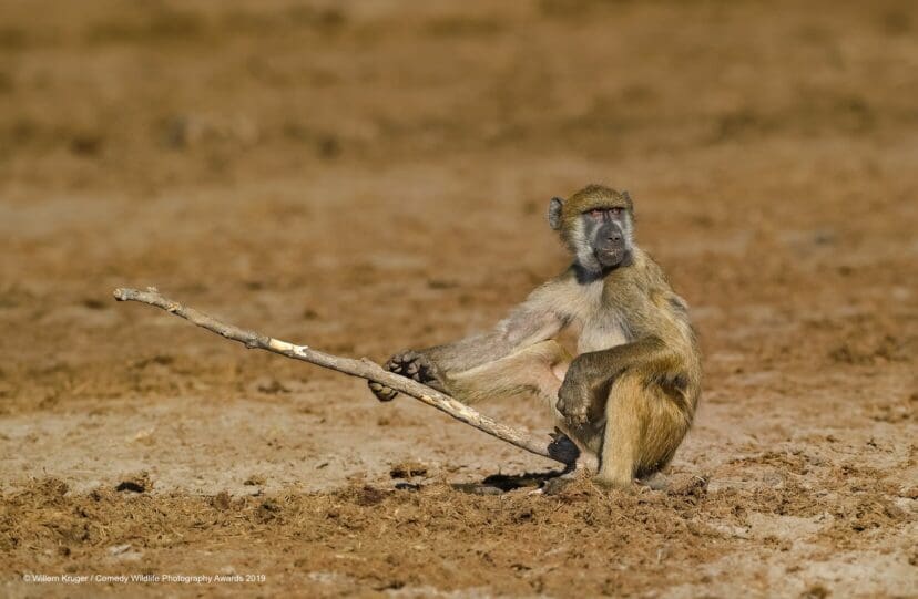 Comedy Wildlife Photography Awards 2019 Finalists!