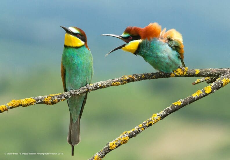 Comedy Wildlife Photography Awards 2019 Finalists!