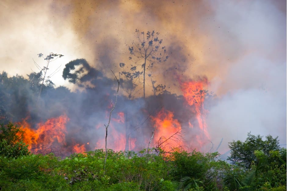 500 Jaguars Fall Victim To Amazon Fires