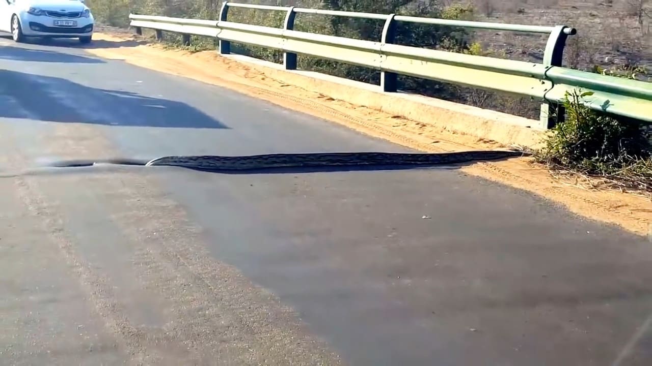 Huge Python Disappears Into The Road!
