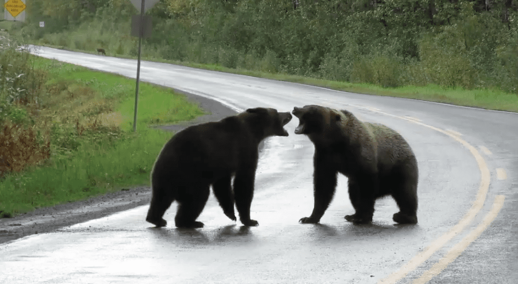 Rare Grizzly Bear Fight Caught On Camera