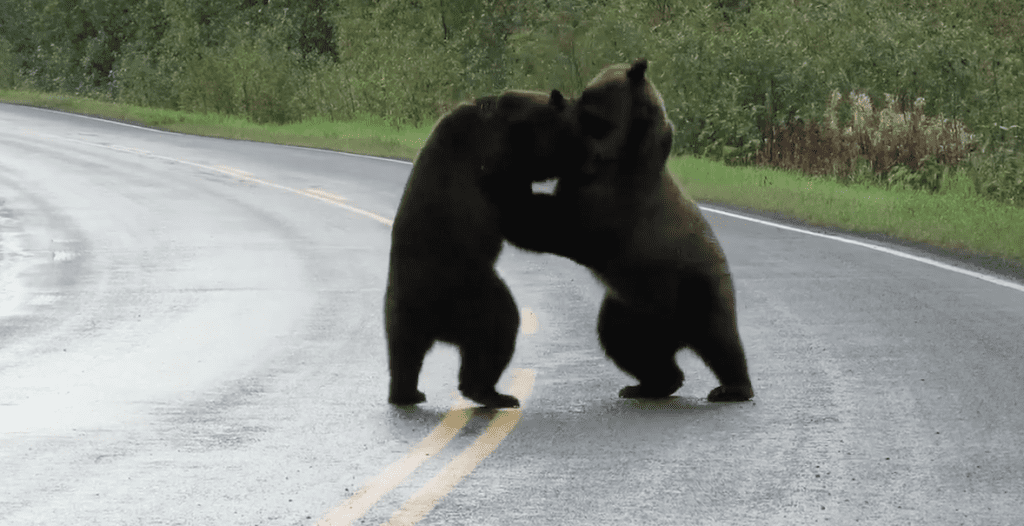 Rare Grizzly Bear Fight Caught On Camera