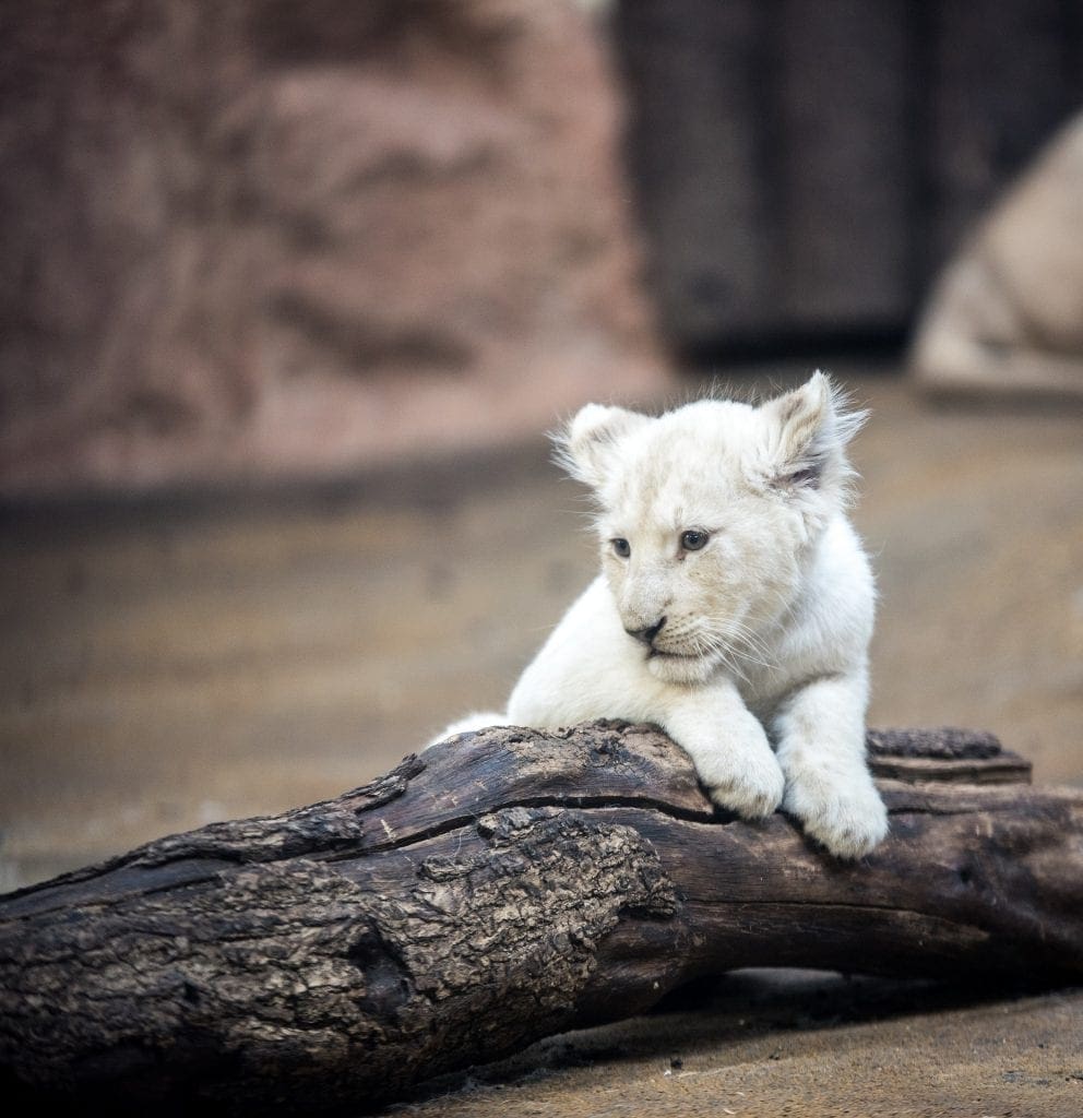 South African Reserve Bans Lion Cub Petting