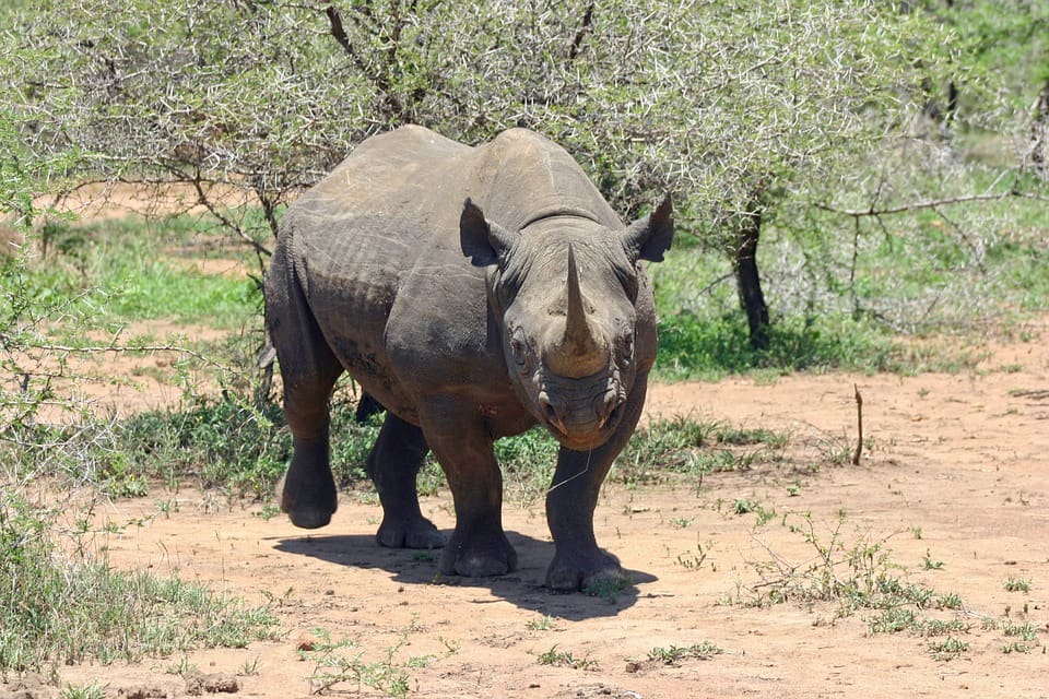American Man Pays $400k To Kill Black Rhino