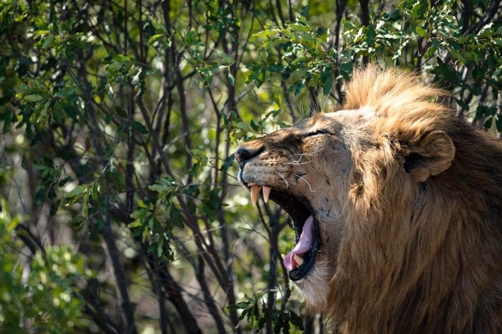 Lions Kill More Than 40 Goats In 3 Days