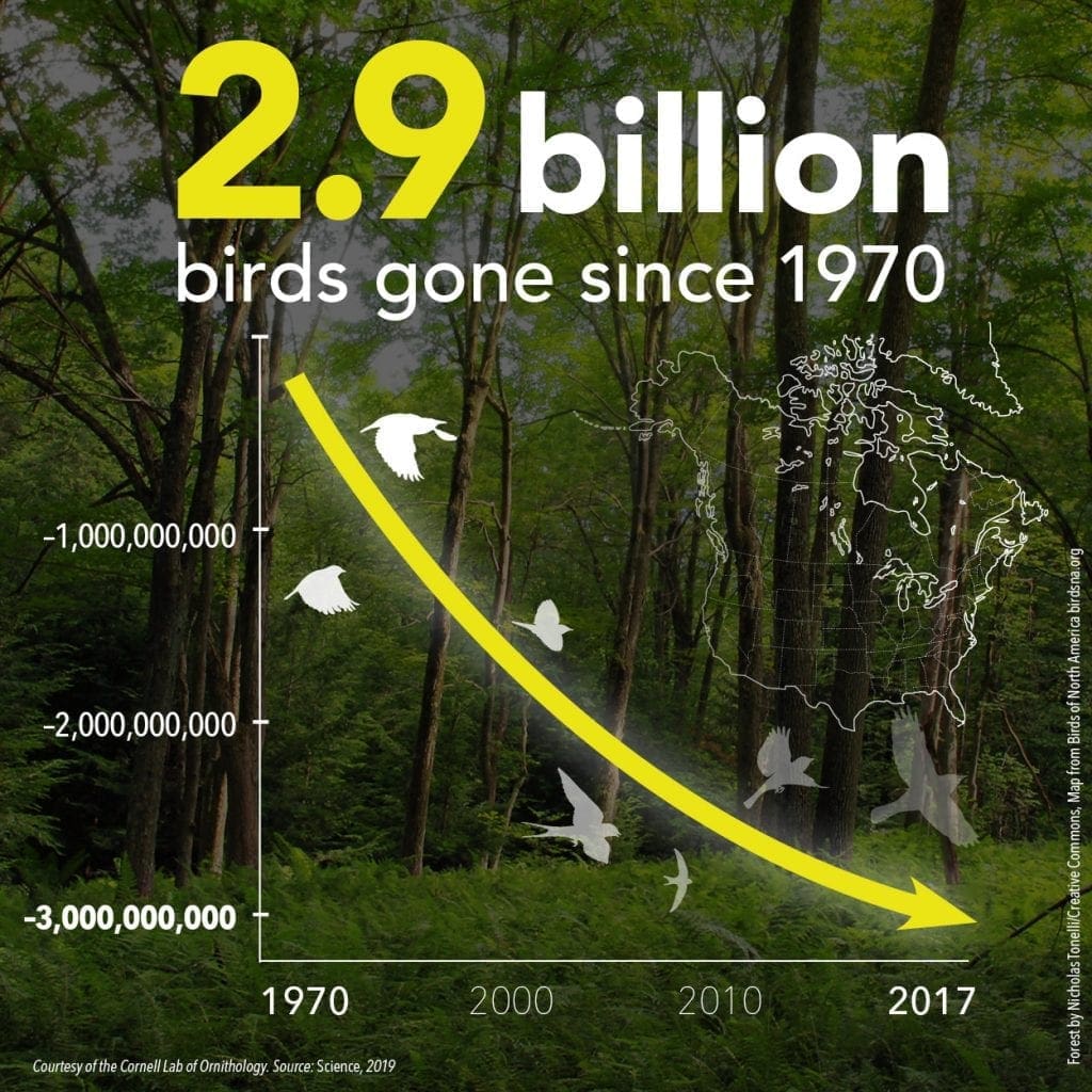 3 Billion Birds Have Vanished From North America In The Last 50 Years