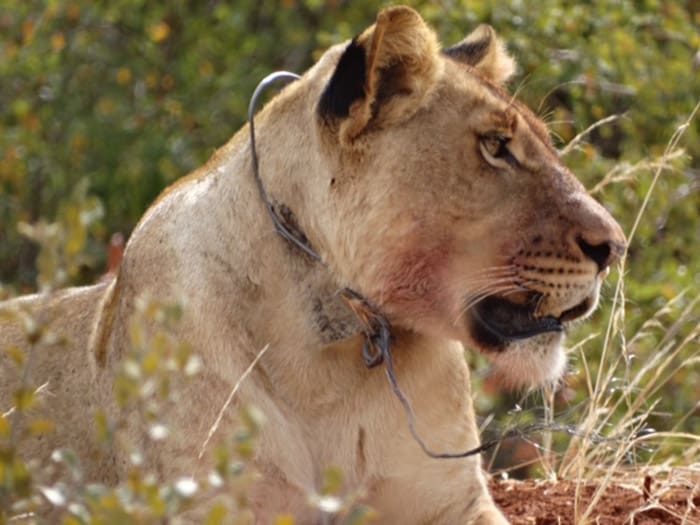 Snare Poaching Increasing In Kruger National Park