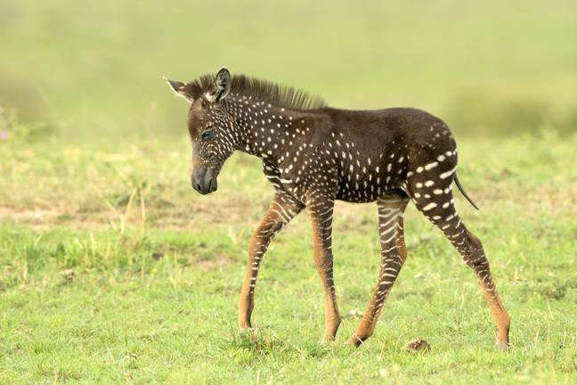 Polka-Dotted Zebra Discovered In Kenya