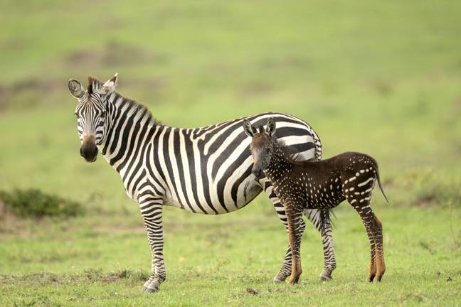 Polka-Dotted Zebra Discovered In Kenya