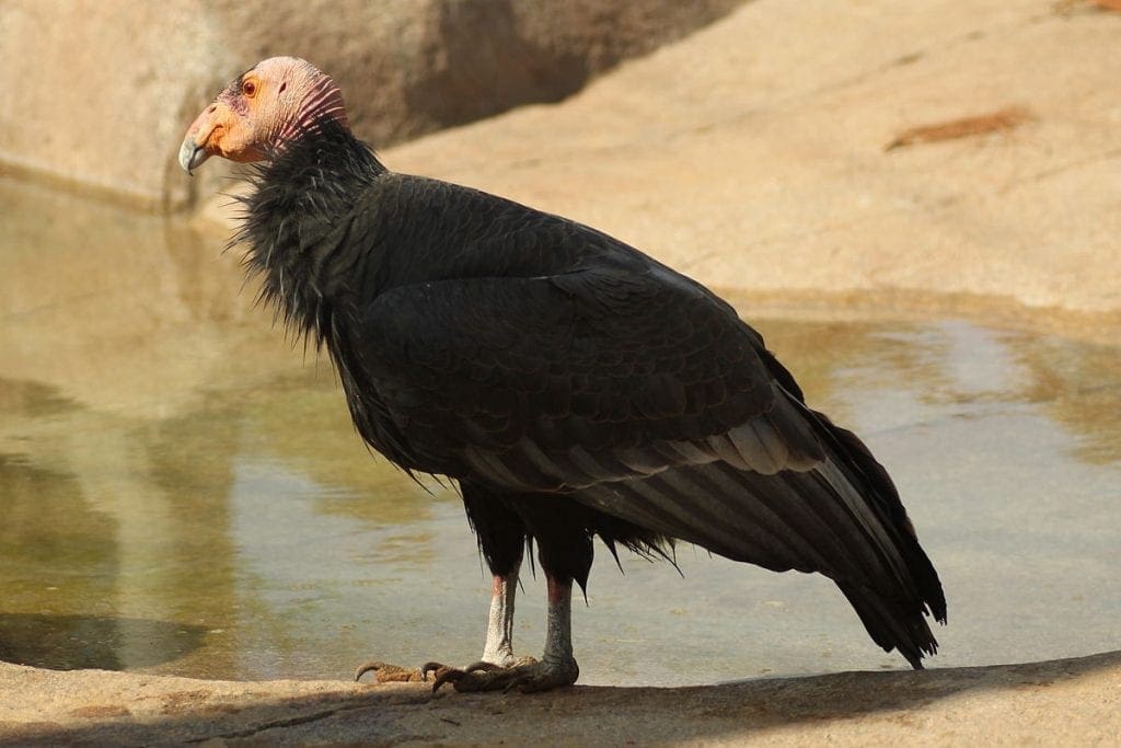 Endangered Species Saved From Extinction By Zoos