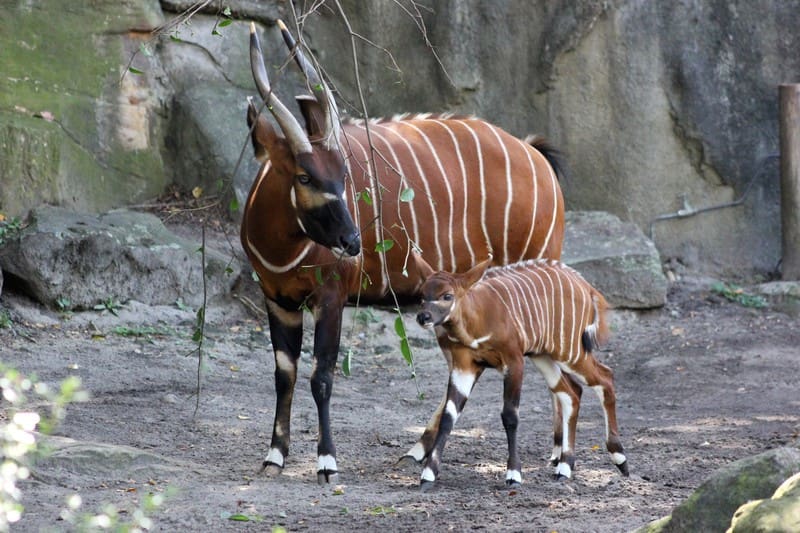 Endangered Species Saved From Extinction By Zoos