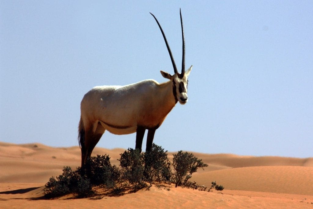 Endangered Species Saved From Extinction By Zoos