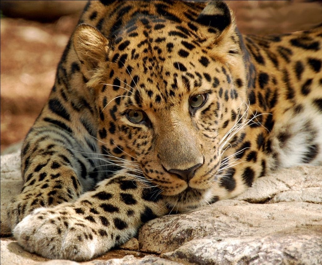 Endangered Species Saved From Extinction By Zoos