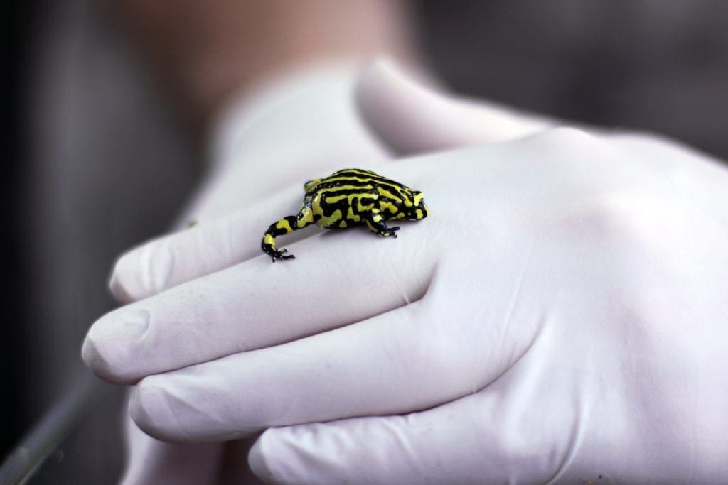 Endangered Species Saved From Extinction By Zoos