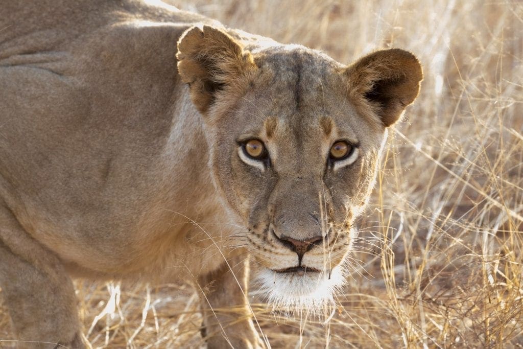 Lioness closeup - 5 Top South African Safari's Outside of Kruger