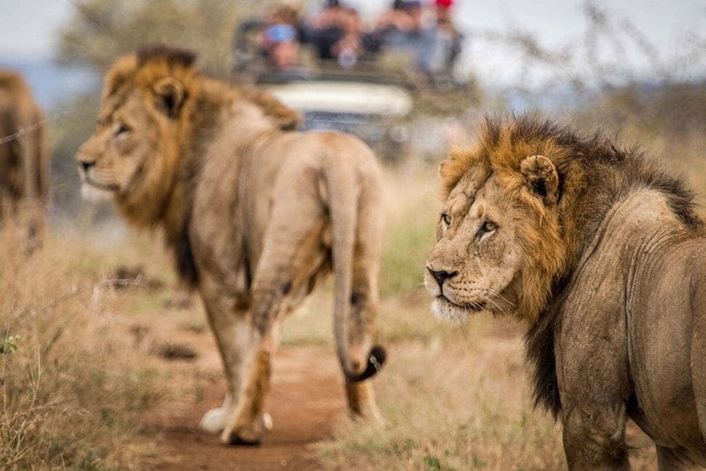 3 male lions walking along a dirt road as a safari group looks on