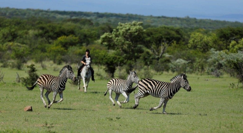 Watching zebras on horseback safari