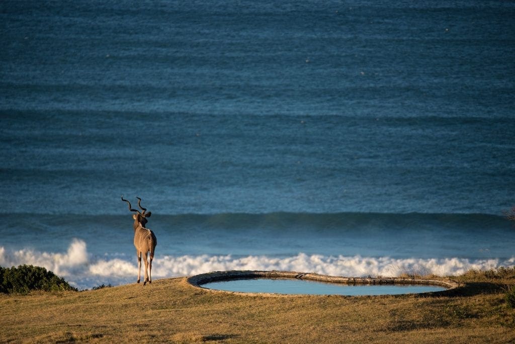 Kudu looks down at the sea from the bush