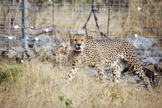 The Importance Of Wildlife Translocation