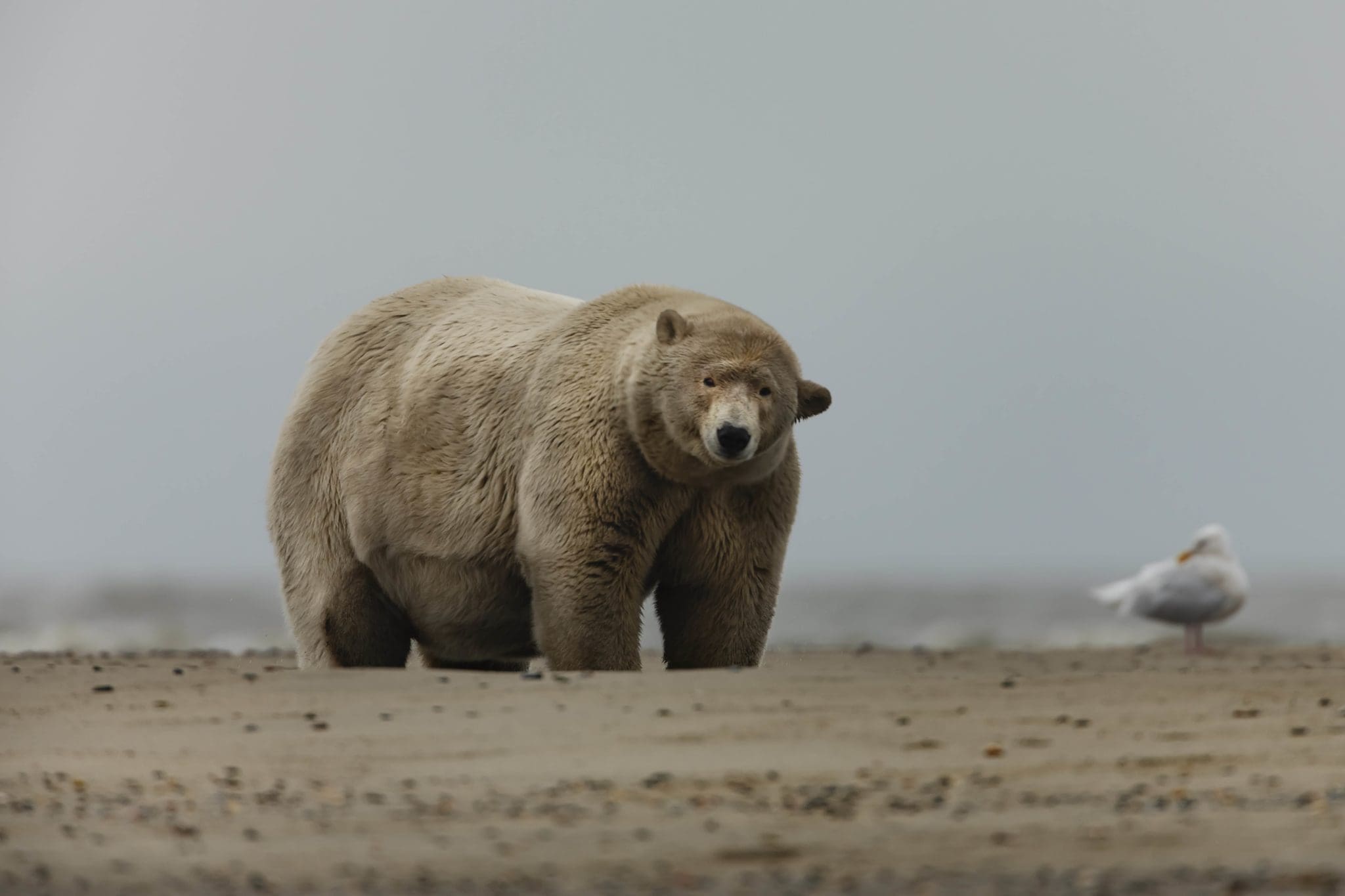 Fat Albert, the overweight polar bear