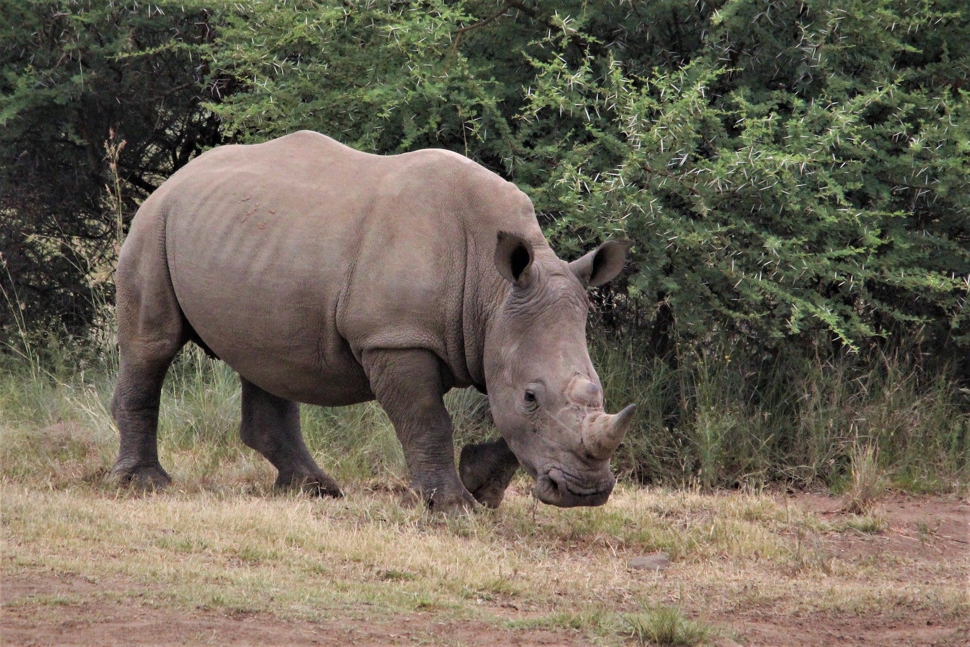 Top 10 Self-Drive Safari Destinations In Southern Africa