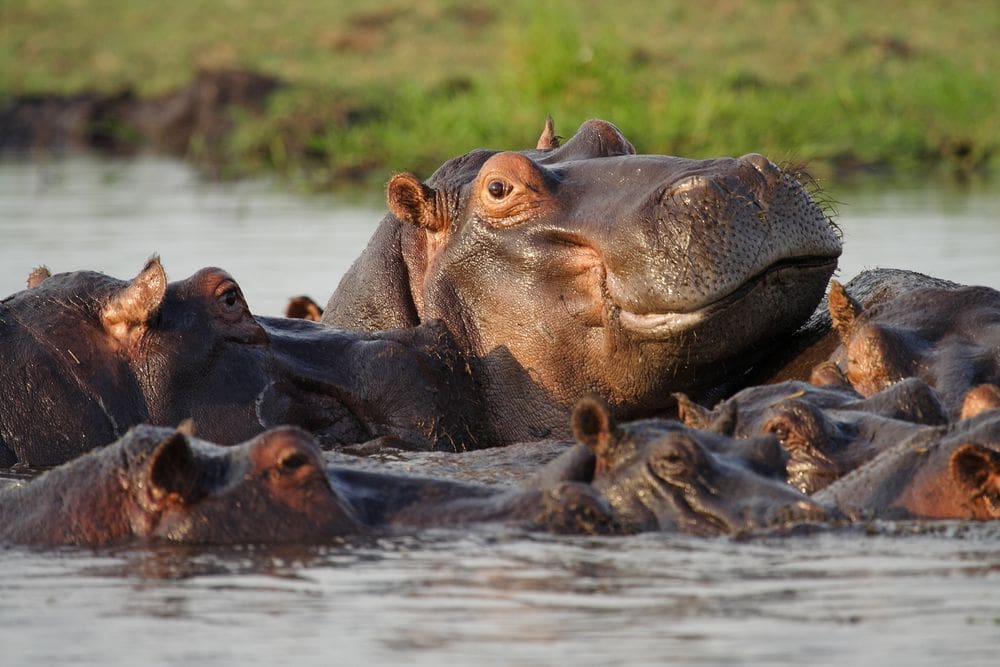 Self-Drive Safari | Chobe