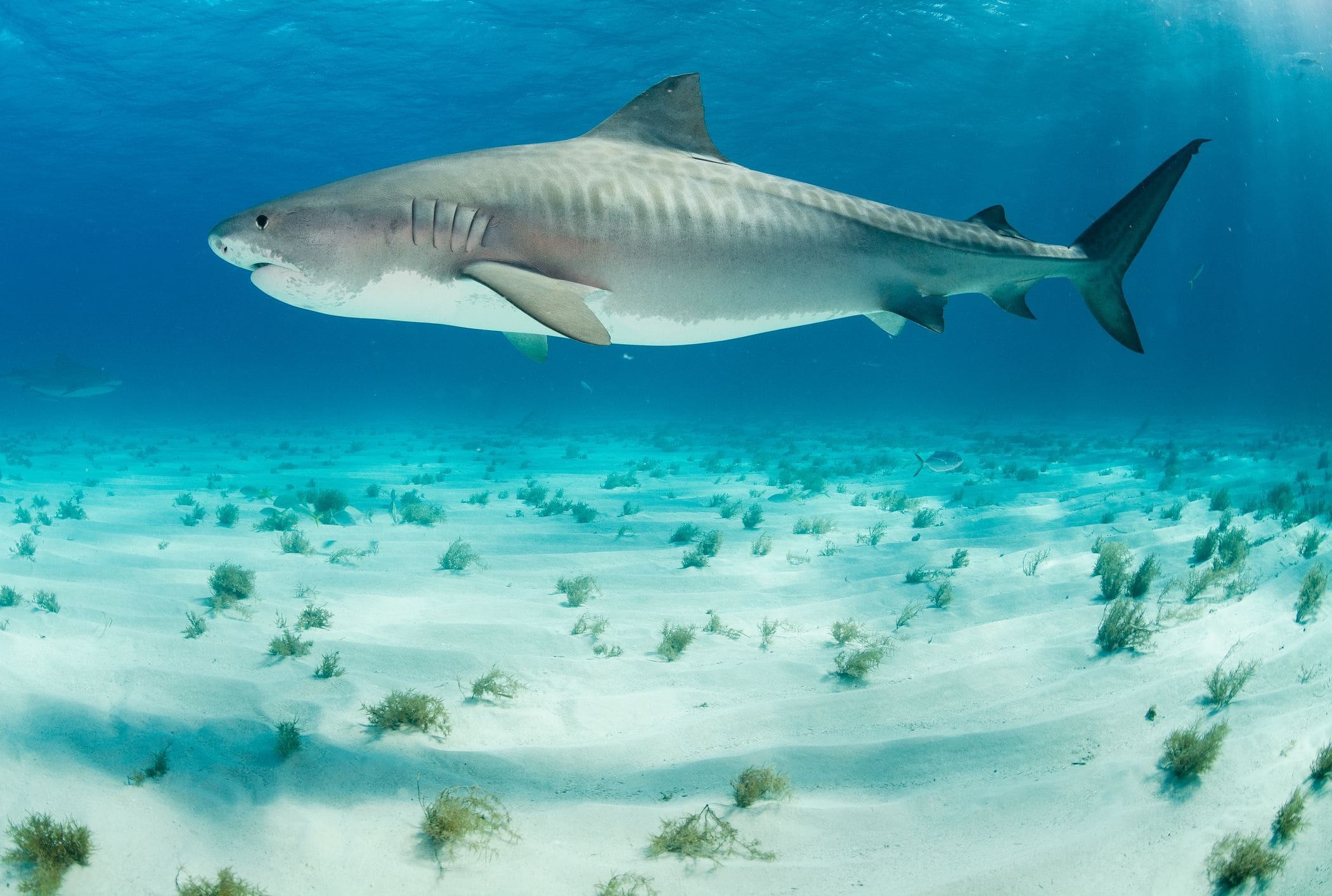 The Sharks Of The Bahamas