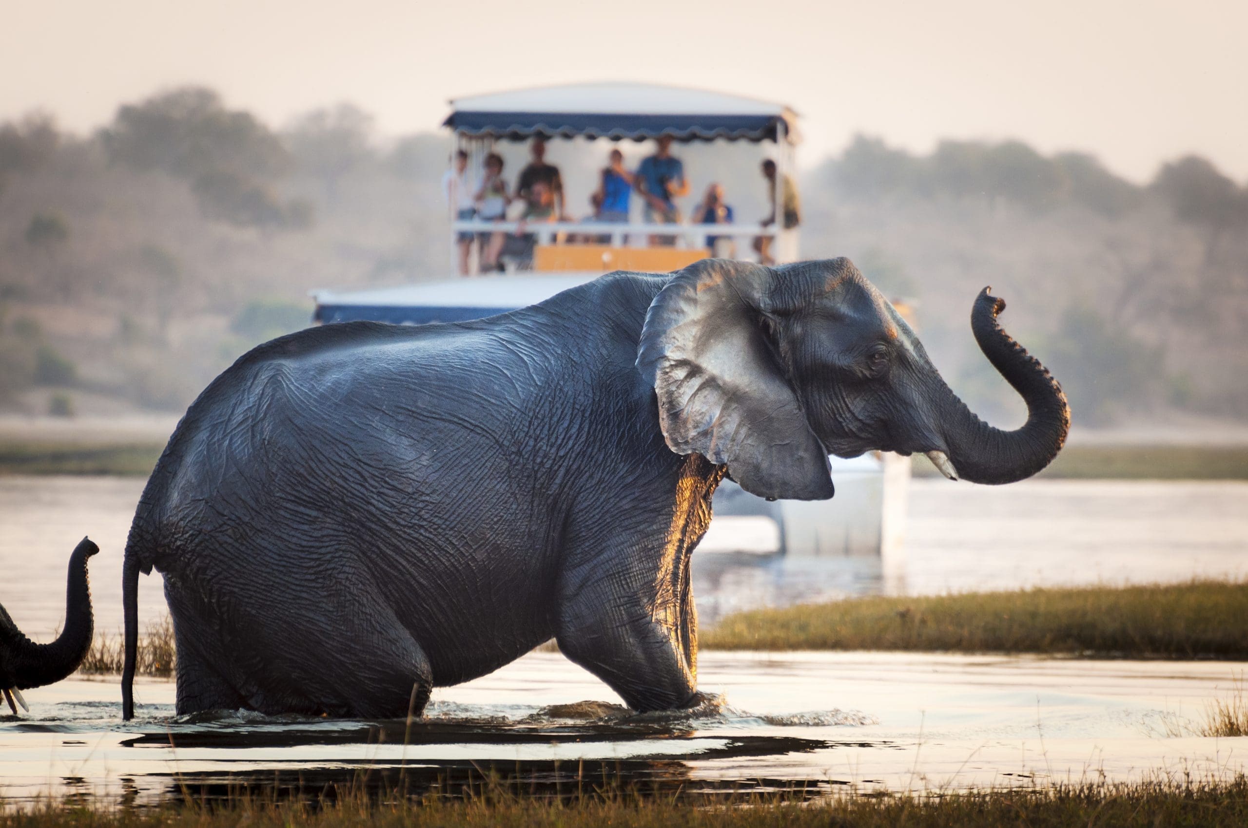 Tourists watch as elephants cross the Chobe River