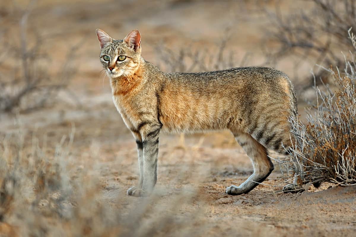 The 10 species of African cats