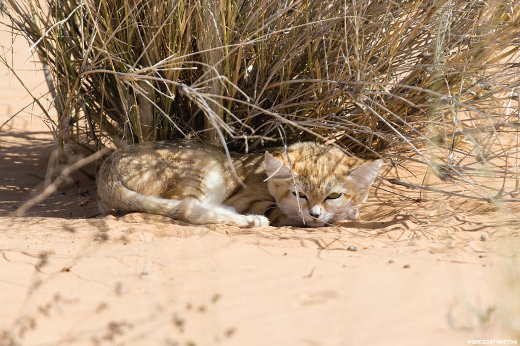 the 10 species of African cats