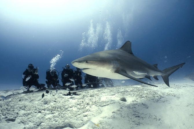 The Sharks Of The Bahamas