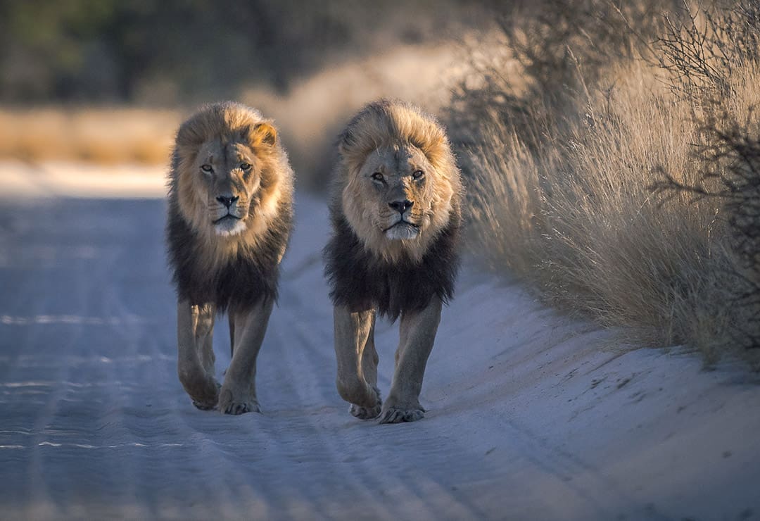 the top safari destinations in south africa