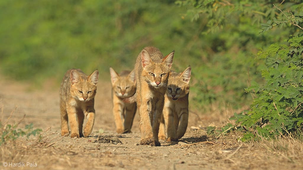 the 10 species of African cats