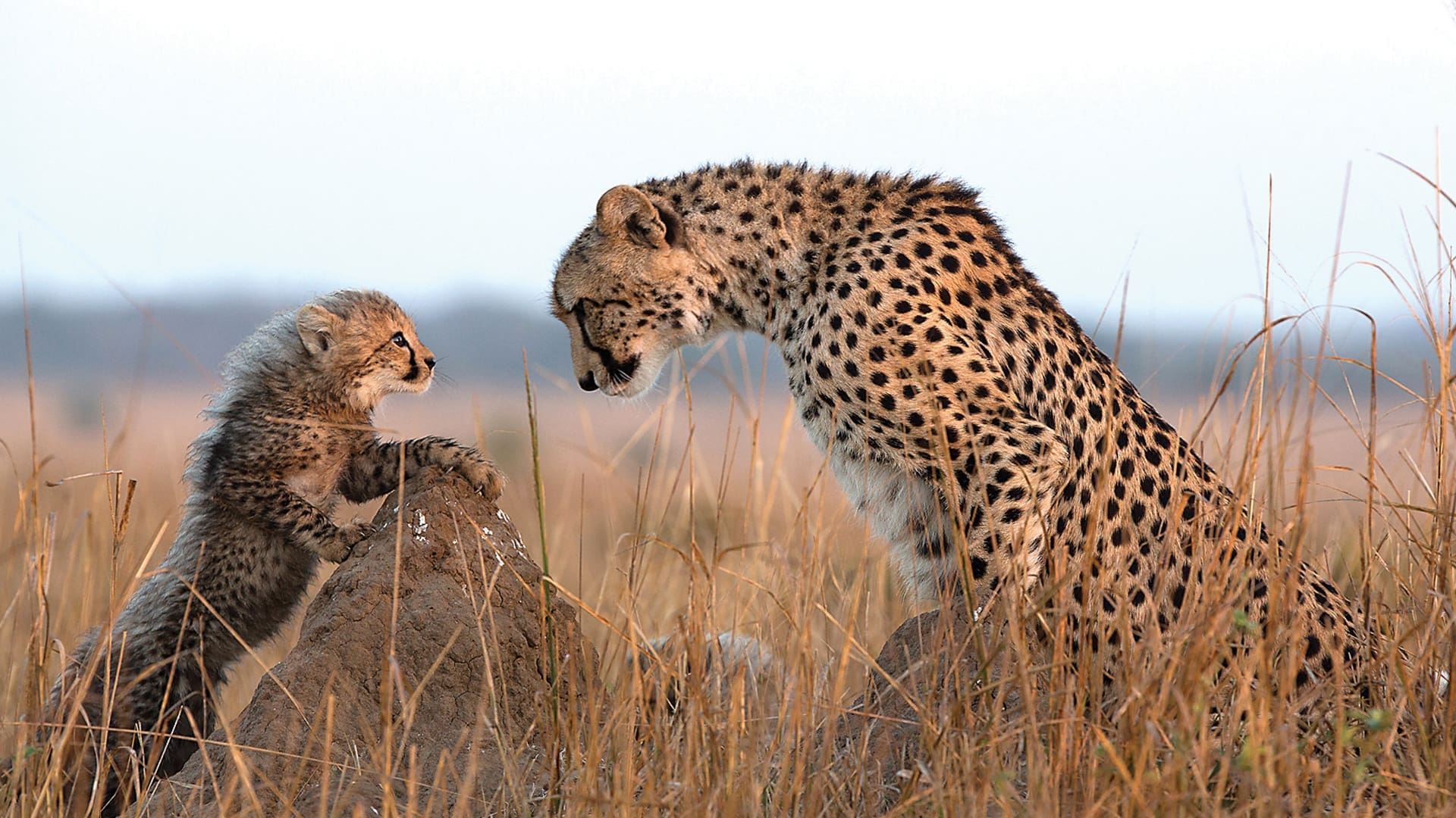 the top safari destinations in south africa