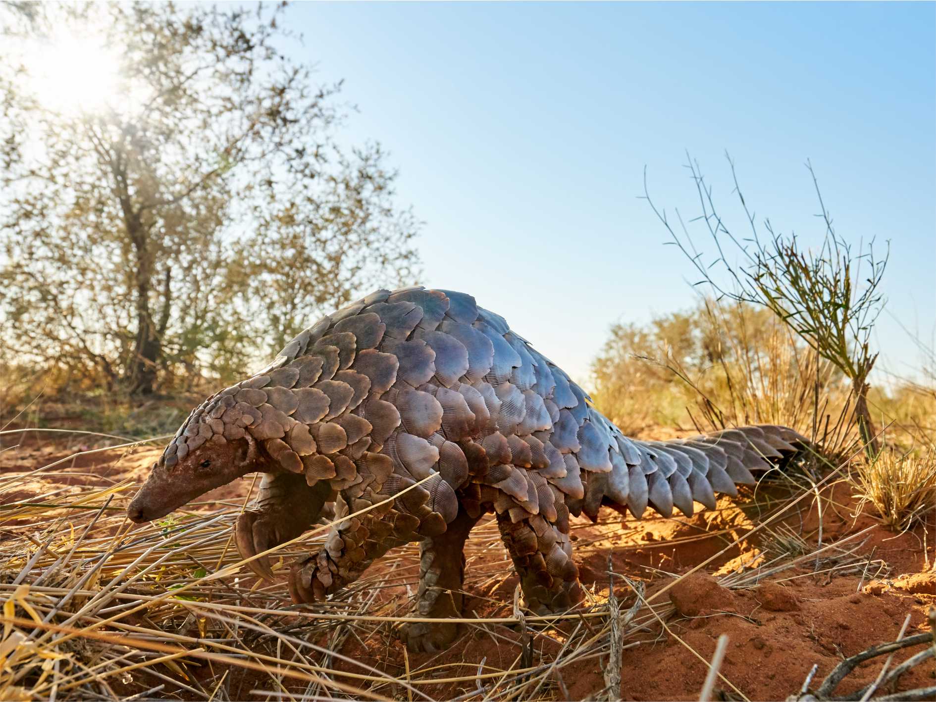the top safari destinations in south africa