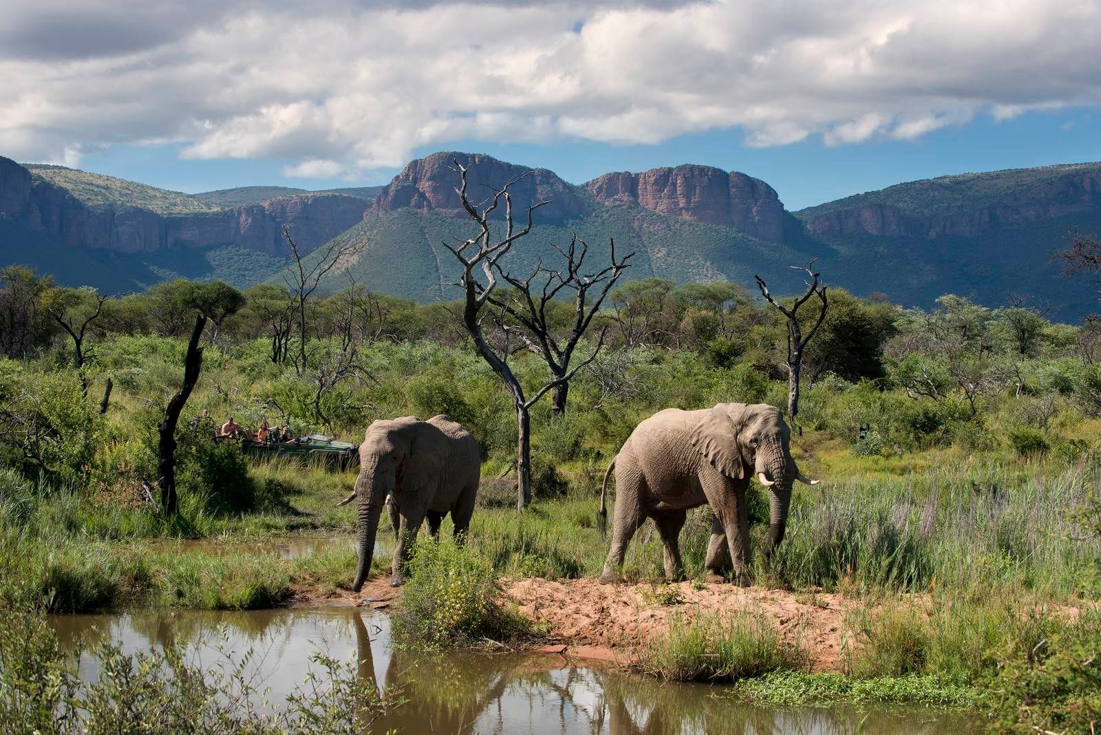the top safari destinations in south africa