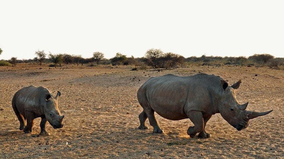 10 animals to look for in kruger national park