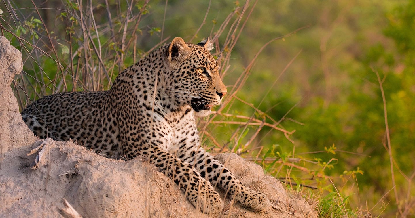 the top safari destinations in south africa