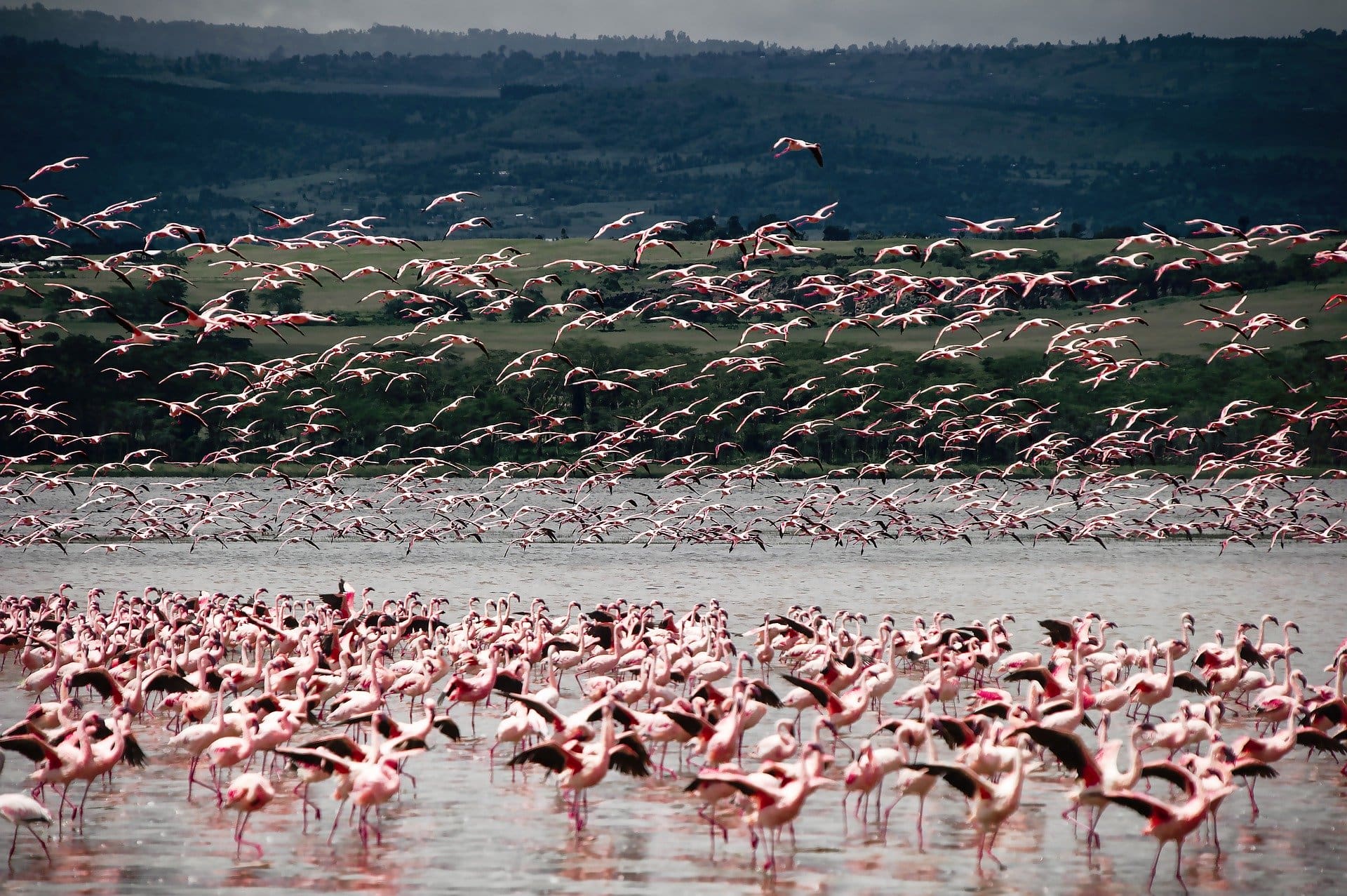 Flamingos feeding in Lake Nakuru