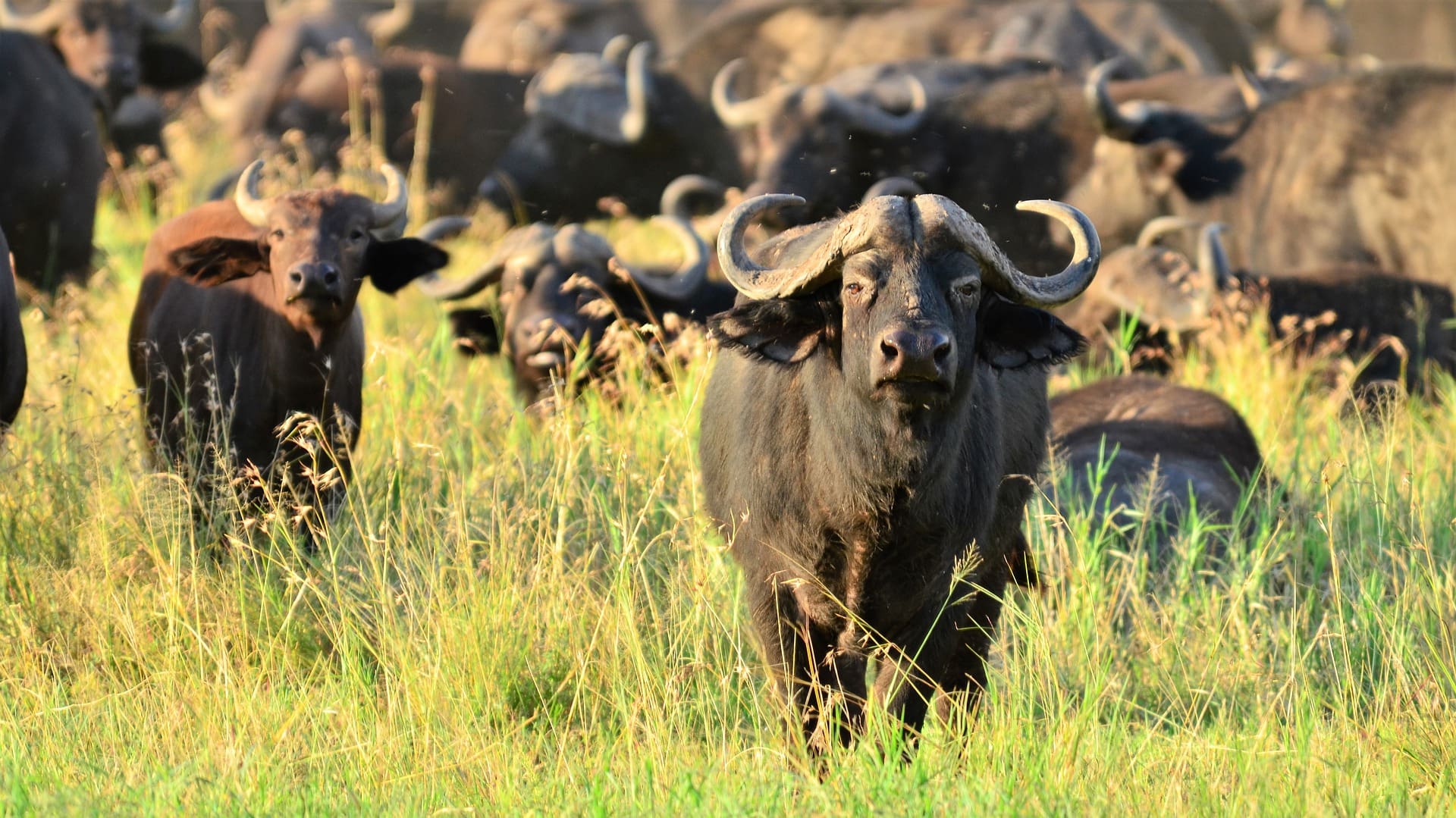 10 animals to look for in kruger national park