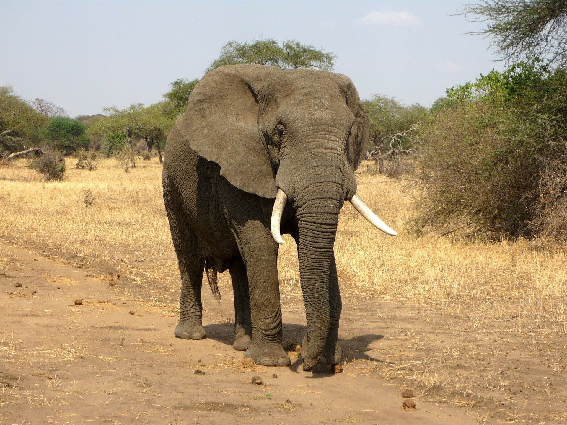 Why Elephants Are Essential To The African Ecosystem